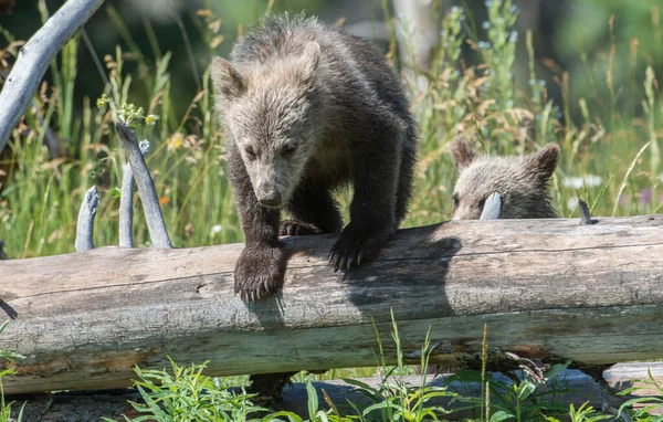 Grizzly Bear Wild — Stock Photo, Image