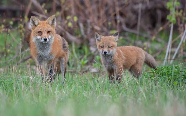 野生の自然界の草の上で一緒にかわいい赤いキツネ — ストック写真