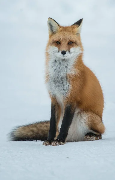 Renard Roux Dans Nature — Photo