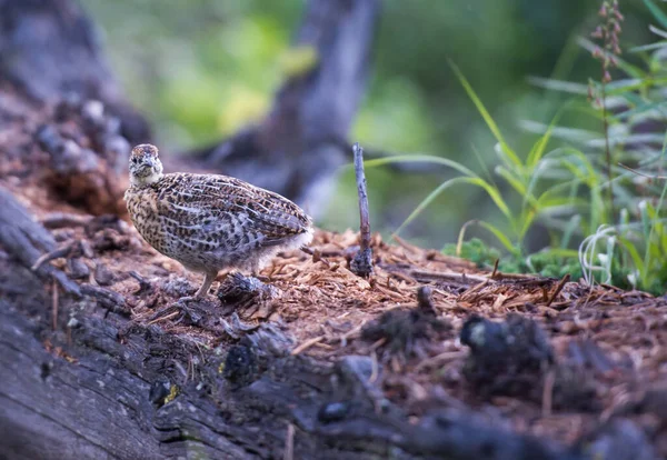 Close Grouse Natureza Selvagem Canadá — Fotografia de Stock