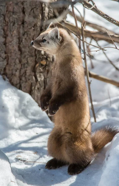 Pine Marten Sitting Tree Banff National Park Alberta Canada — Stock Photo, Image