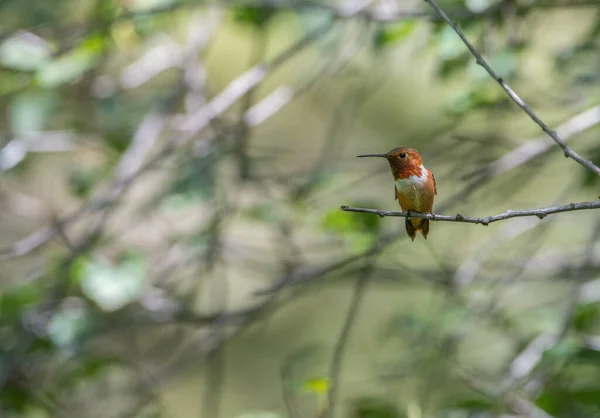 Colibri Dans Nature — Photo