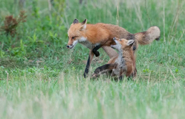 Niedliche Rotfüchse Zusammen Auf Gras Wilder Natur — Stockfoto