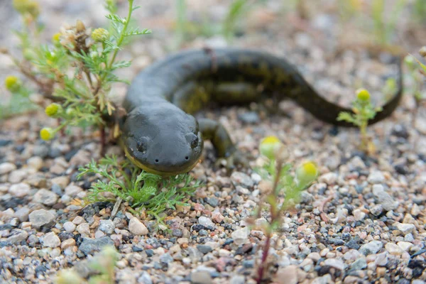 Salamandra Tigre Natureza — Fotografia de Stock