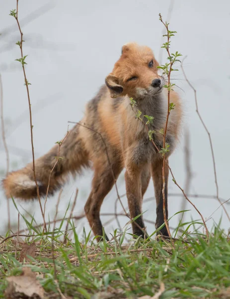 野生环境下可爱红狐的特写 — 图库照片