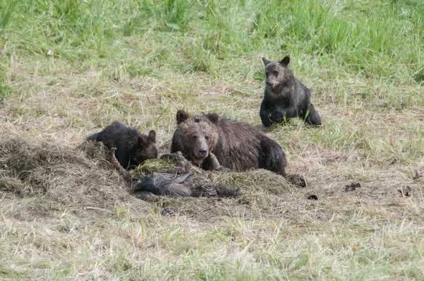 Keluarga Beruang Grizzly Alam Liar — Stok Foto