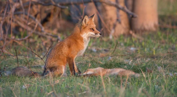 Mignon Renards Rouges Ensemble Capturés Parc — Photo