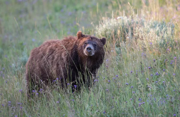 Niedźwiedź Grizzly Dziczy — Zdjęcie stockowe