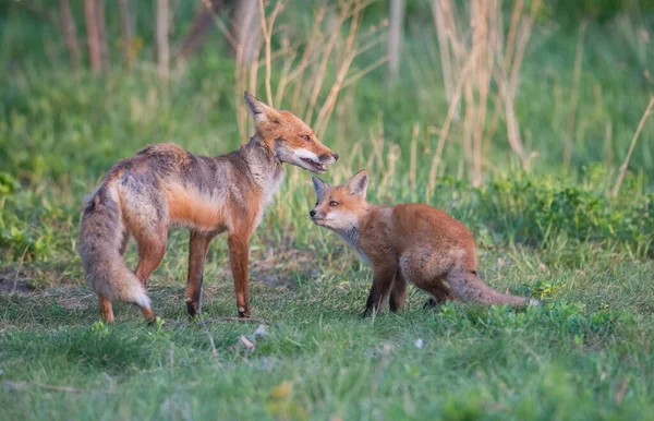 Schattige Rode Vossen Samen Natuur — Stockfoto