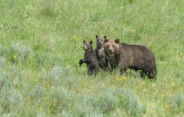 Urso Pardo Natureza — Fotografia de Stock