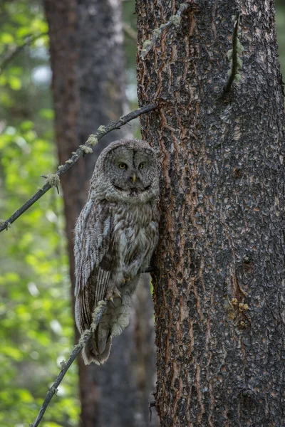 Grande Coruja Cinza Natureza Selvagem Alberta Canadá — Fotografia de Stock