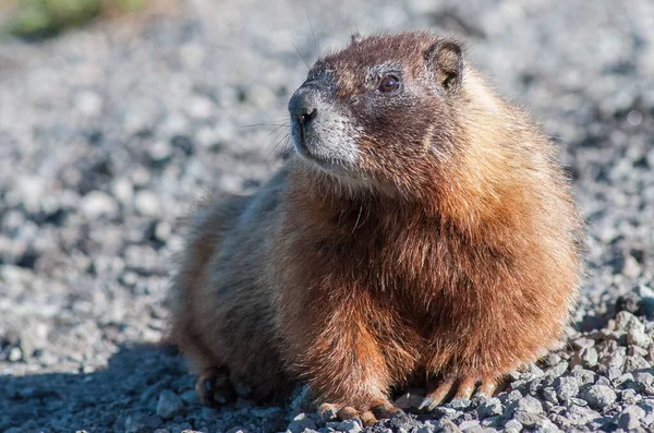 Primer Plano Marmota Naturaleza Salvaje — Foto de Stock