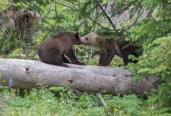 Urso Pardo Natureza — Fotografia de Stock