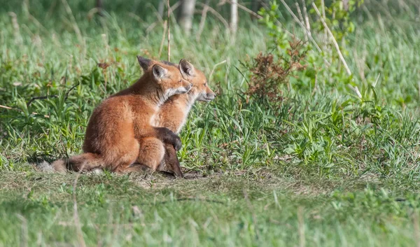 Schattige Rode Vossen Samen Gevangen Park — Stockfoto