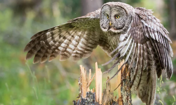 Grote Grijze Uil Wilde Natuur Alberta Canada — Stockfoto