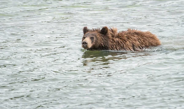 Orso Grizzly Natura — Foto Stock