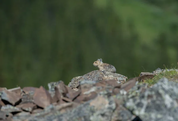 Pika Ameaçada Kananaskis Alberta Canadá — Fotografia de Stock