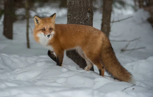 Volpe Rossa Natura — Foto Stock