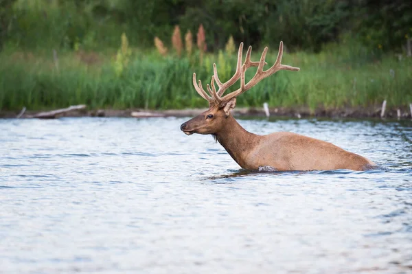 Wapiti Dans Nature — Photo