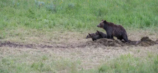 Medvěd Grizzly Divočině — Stock fotografie