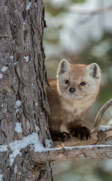 Pine Marten Sentado Árvore Banff National Park Alberta Canadá — Fotografia de Stock