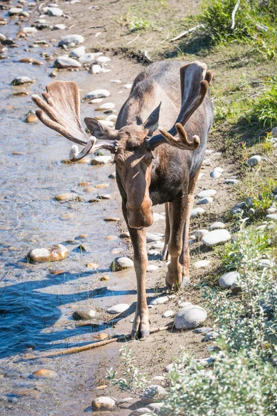 Alce Natureza — Fotografia de Stock