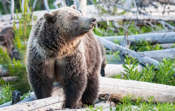 Medvěd Grizzly Divočině — Stock fotografie