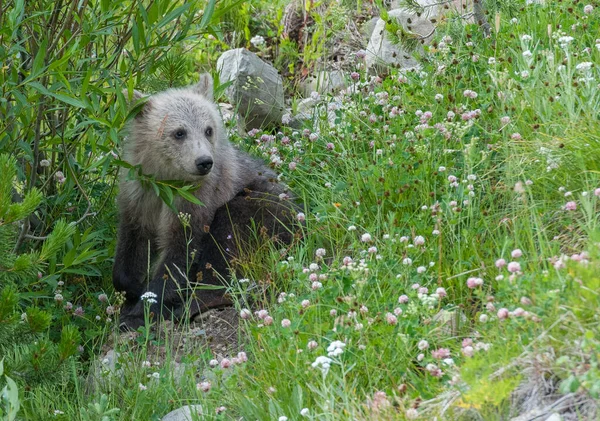 Grizzly Urso Família Natureza — Fotografia de Stock