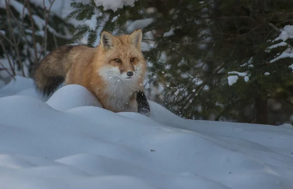 Rotfuchs Freier Wildbahn — Stockfoto