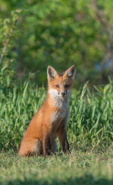 scenic view of beautiful red fox at park