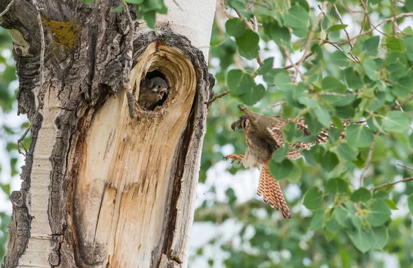 Vahşi Doğadaki Kerkenez Yuvası — Stok fotoğraf