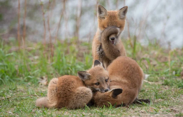 野生の自然界の草の上で一緒にかわいい赤いキツネ — ストック写真