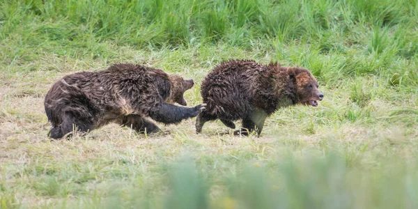 Grizzlybär Freier Wildbahn — Stockfoto