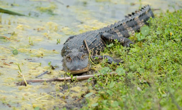 Vahşi doğadaki timsah