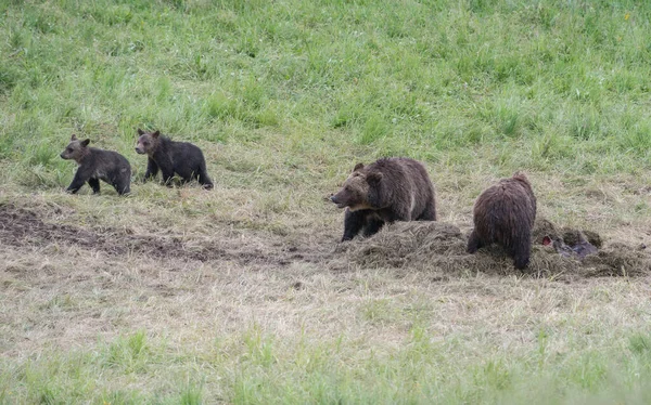 Медведь Гризли Дикой Природе — стоковое фото