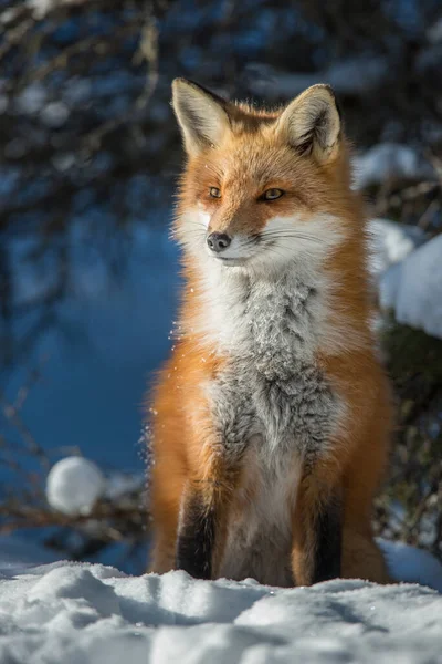 Rode Vos Het Wild — Stockfoto