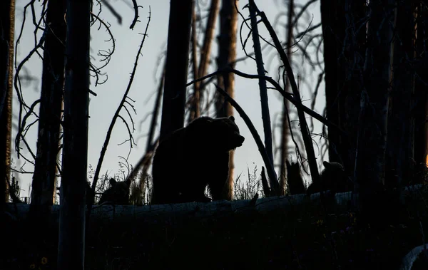 グリズリーは野生でクマ — ストック写真
