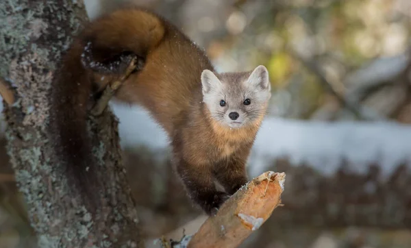 Pine Marten Duduk Pohon Taman Nasional Banff Alberta Kanada — Stok Foto