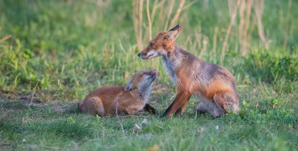 귀여운 여우들이 공원에 — 스톡 사진