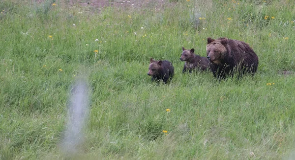 Grizzlybär Freier Wildbahn — Stockfoto