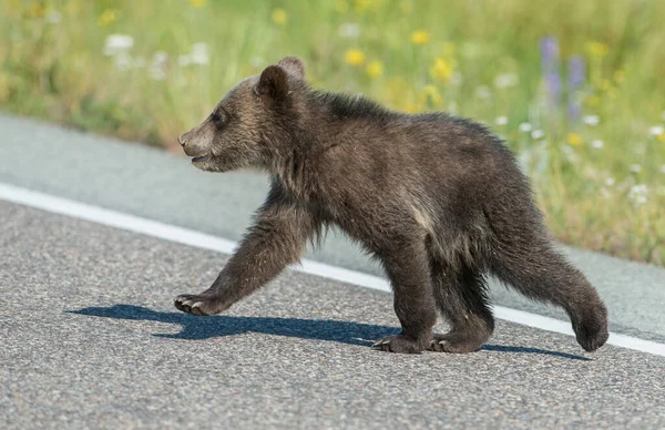 Grizzly Beer Het Wild — Stockfoto