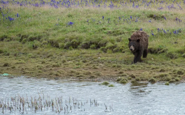 Grizzly Beer Het Wild — Stockfoto