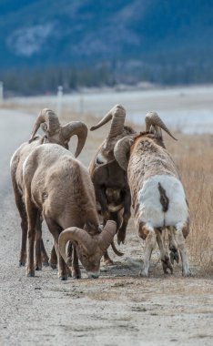 Koca boynuzlu koyunlar vahşi doğada