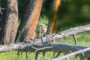 Kızıl tilki vahşi doğada