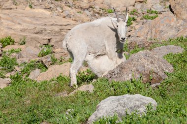 Dağ Keçisi vahşi, ulusal park, Jasper, Kanada