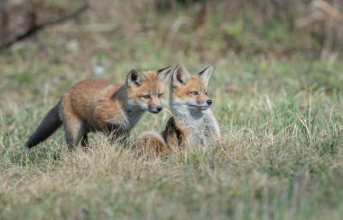 Kızıl tilki vahşi doğada