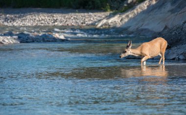 Vahşi doğada geyik