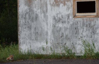 Kızıl tilki vahşi doğada