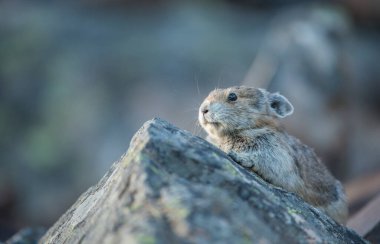 Kananaskis, Alberta, Kanada 'da nesli tükenmekte olan pika
