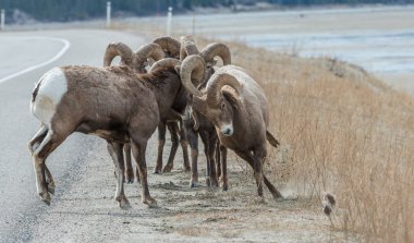 Koca boynuzlu koyunlar vahşi doğada